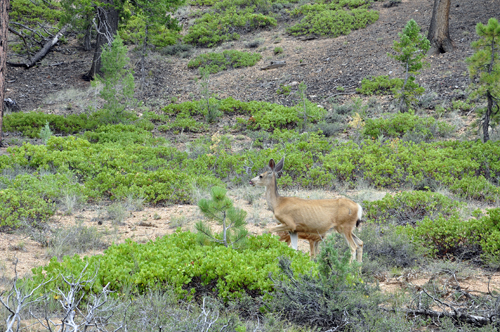 deer in Bryce Canyon